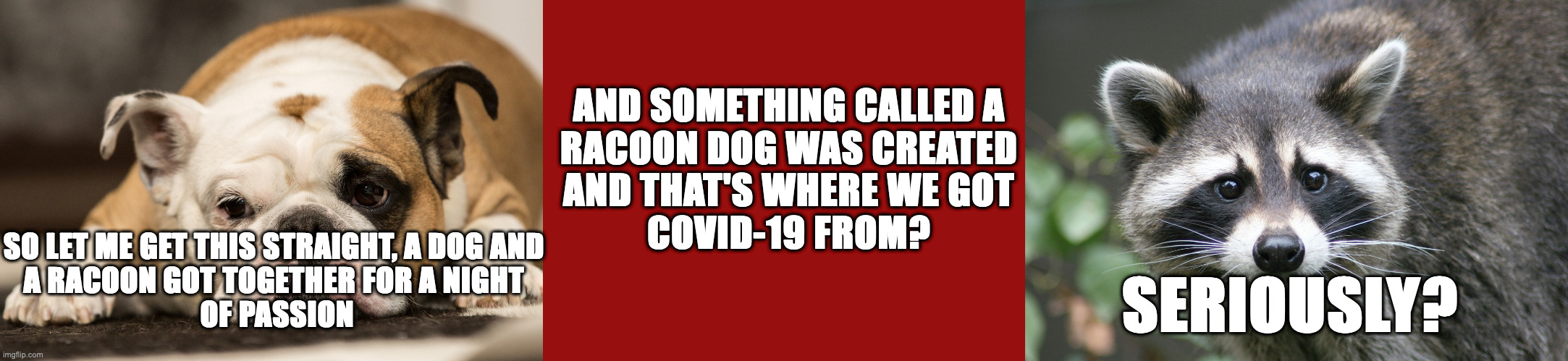 Racoon Dog?  Seriously? | AND SOMETHING CALLED A
RACOON DOG WAS CREATED
AND THAT'S WHERE WE GOT
COVID-19 FROM? SO LET ME GET THIS STRAIGHT, A DOG AND 
A RACOON GOT TOGETHER FOR A NIGHT 
OF PASSION; SERIOUSLY? | image tagged in racoon dogs | made w/ Imgflip meme maker