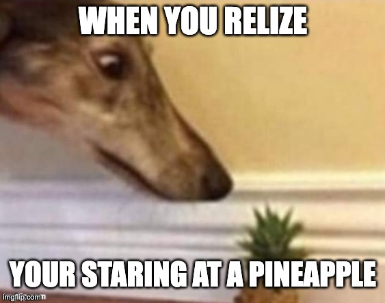 Dog staring at a pineapple | WHEN YOU RELIZE; YOUR STARING AT A PINEAPPLE | image tagged in dog staring at a pineapple | made w/ Imgflip meme maker