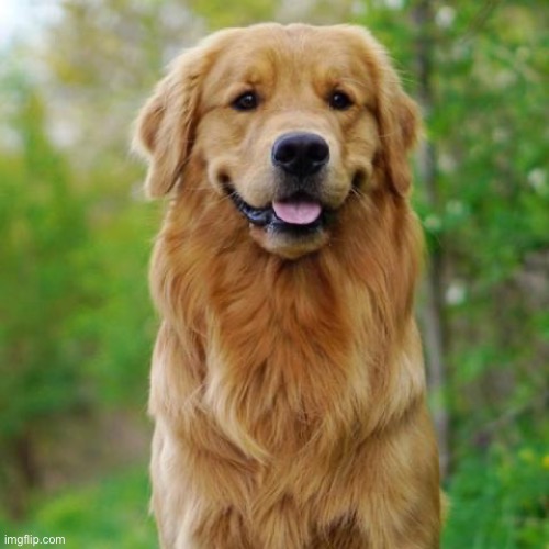 Golden Retriever | image tagged in golden retriever | made w/ Imgflip meme maker