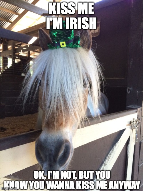 Kiss Me I'm Irish | KISS ME
I'M IRISH; OK, I'M NOT, BUT YOU KNOW YOU WANNA KISS ME ANYWAY | image tagged in amos the wonder horse | made w/ Imgflip meme maker