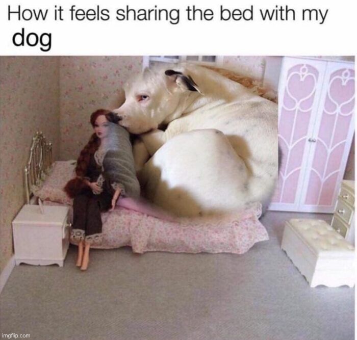 image tagged in memes,funny,dogs | made w/ Imgflip meme maker