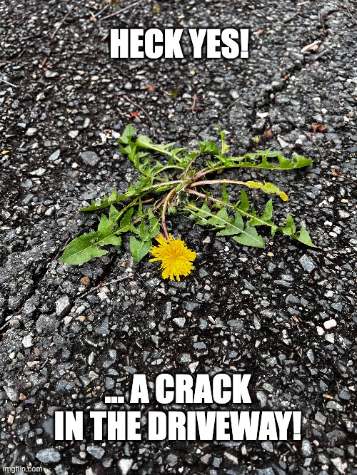 Dandelion Perseverance | HECK YES! ... A CRACK IN THE DRIVEWAY! | image tagged in dandelion,weed,spring | made w/ Imgflip meme maker