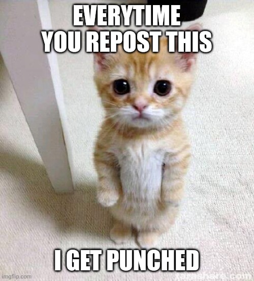 :Trollface: | EVERYTIME YOU REPOST THIS; I GET PUNCHED | image tagged in memes,cute cat | made w/ Imgflip meme maker