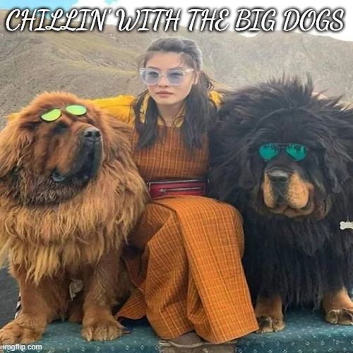 chillin | CHILLIN' WITH THE BIG DOGS | image tagged in meme,dogs,chillin | made w/ Imgflip meme maker
