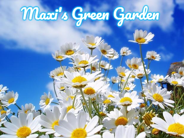 spring daisy flowers | Maxi's Green Garden | image tagged in spring daisy flowers,maxi's green garden,slavic,maxis green garden | made w/ Imgflip meme maker