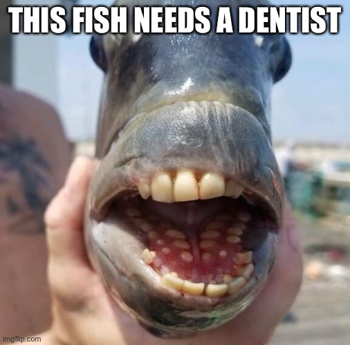 Fish | THIS FISH NEEDS A DENTIST | image tagged in human teth,fish,wierd,cursed | made w/ Imgflip meme maker