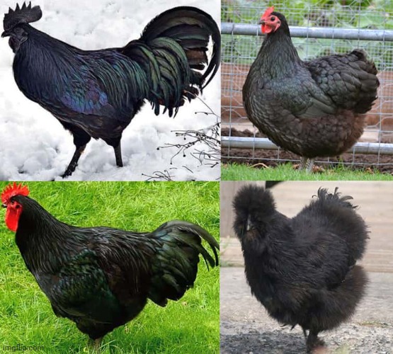 The chickens | image tagged in chickens,chicken,black,animals,animal,4 | made w/ Imgflip meme maker