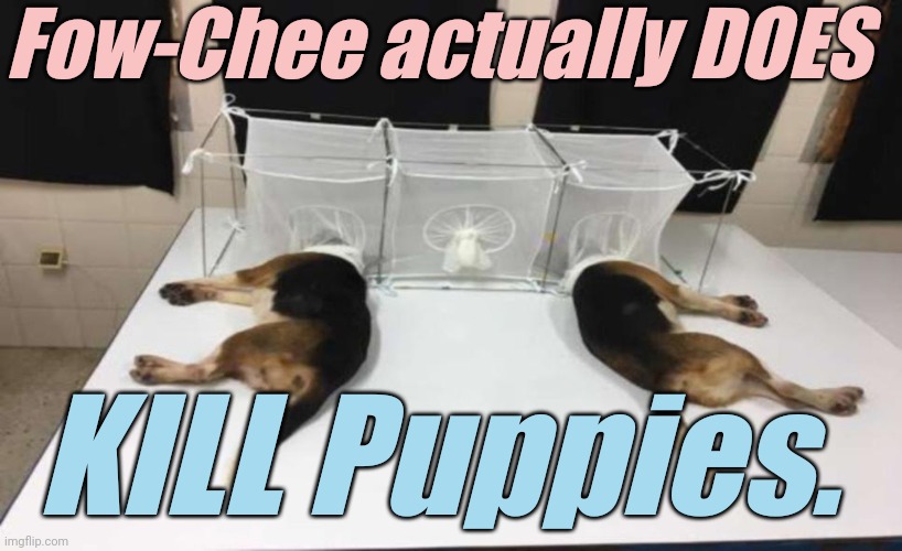 Fauci Beagles | Fow-Chee actually DOES KILL Puppies. | image tagged in fauci beagles | made w/ Imgflip meme maker