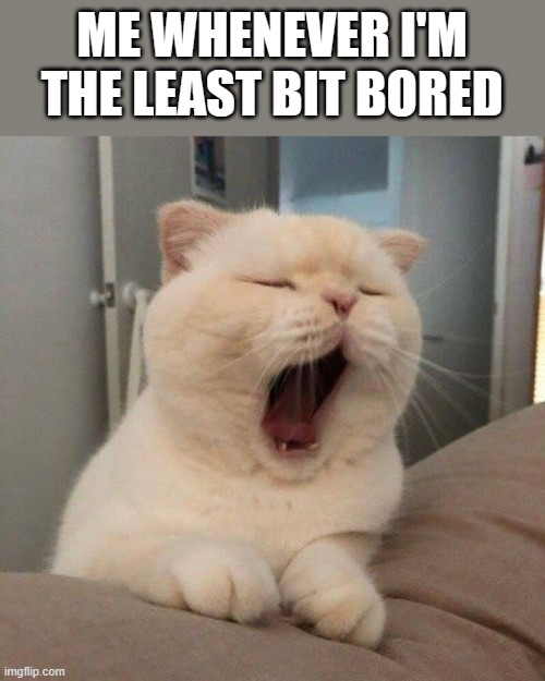Bored Cat Meme | ME WHENEVER I'M THE LEAST BIT BORED | image tagged in bored,cat,cat yawning,yawning,funny,memes | made w/ Imgflip meme maker