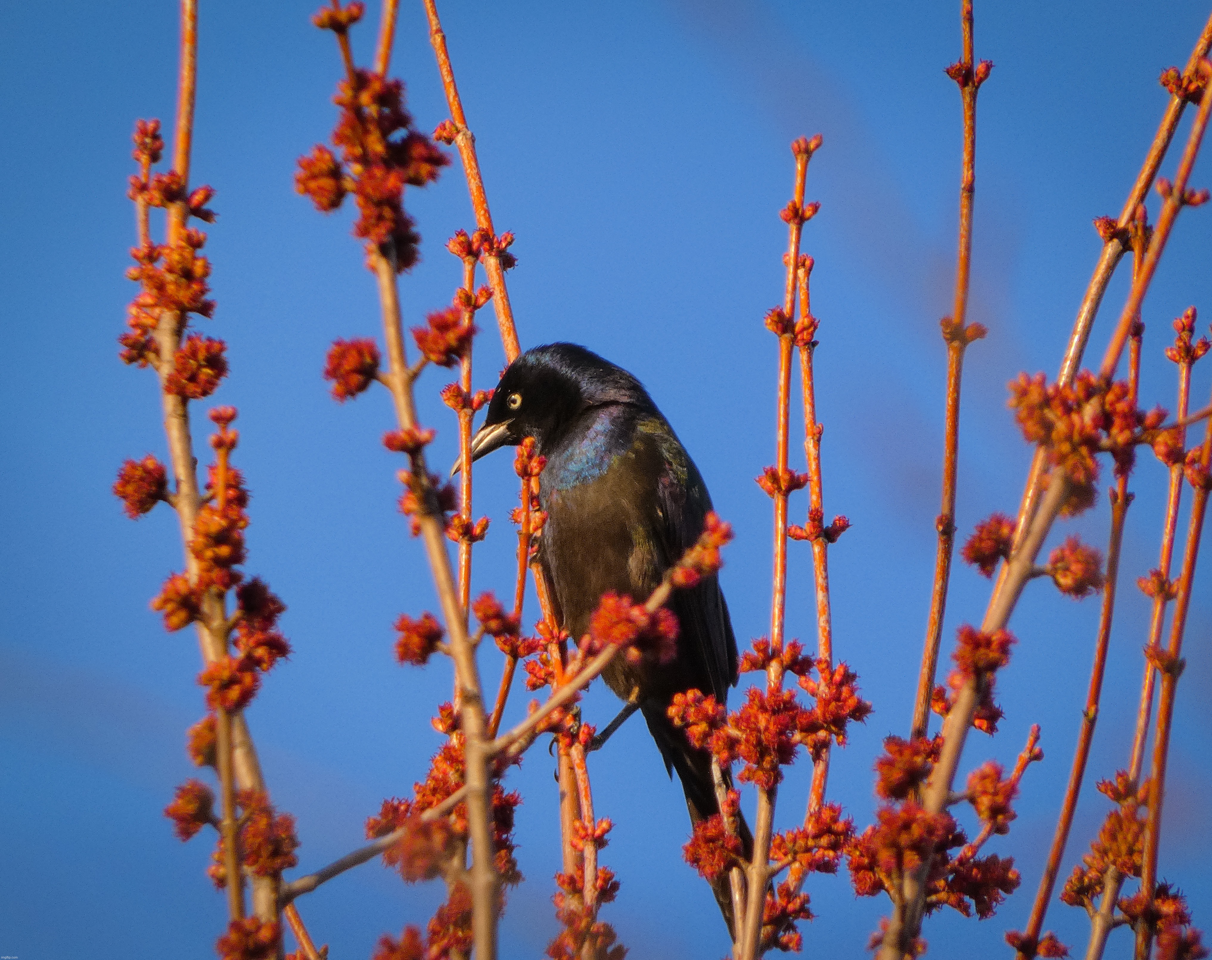 A picture of a grackle high up in a tree that I took | image tagged in share your own photos | made w/ Imgflip meme maker