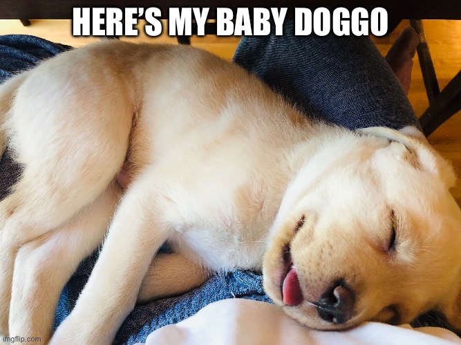 Dog (barf: AWWWWWWWWWWW) | HERE’S MY BABY DOGGO | image tagged in dog | made w/ Imgflip meme maker