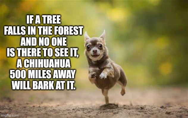 Chihuahua | IF A TREE FALLS IN THE FOREST
AND NO ONE IS THERE TO SEE IT, 
A CHIHUAHUA 500 MILES AWAY 
WILL BARK AT IT. | image tagged in funny dogs | made w/ Imgflip meme maker