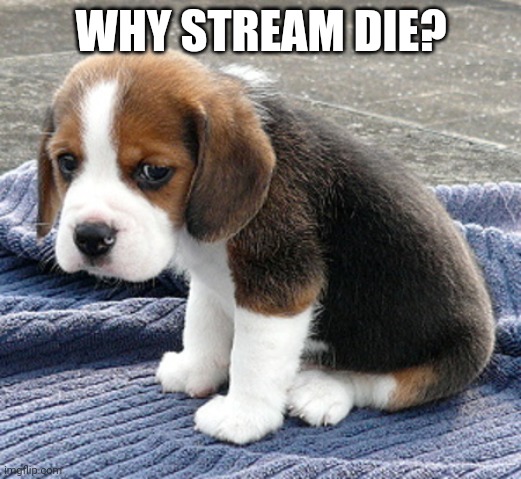 sad dog | WHY STREAM DIE? | image tagged in sad dog | made w/ Imgflip meme maker