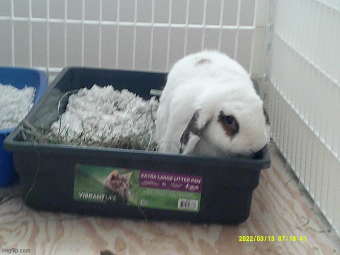 Used in comment. It's my pet rabbit Popper | image tagged in popper | made w/ Imgflip meme maker