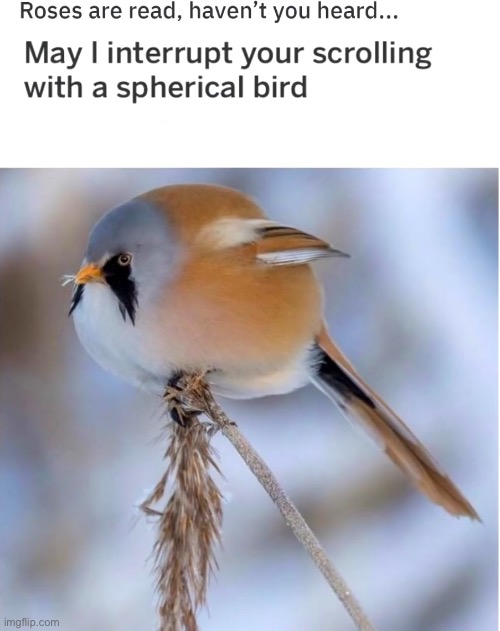 image tagged in birb | made w/ Imgflip meme maker
