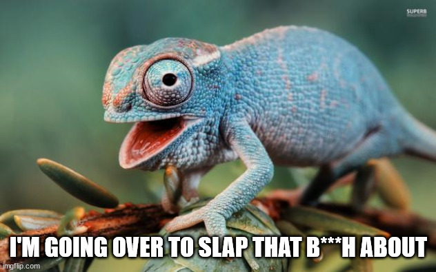 Guffaw chameleon.  | I'M GOING OVER TO SLAP THAT B***H ABOUT | image tagged in guffaw chameleon | made w/ Imgflip meme maker