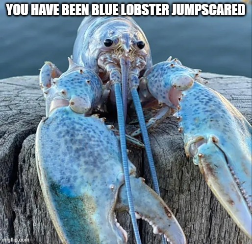 The Blue Lobster | YOU HAVE BEEN BLUE LOBSTER JUMPSCARED | image tagged in the blue lobster | made w/ Imgflip meme maker