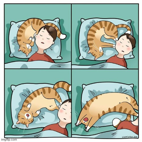 A Cat Lady's Way Of Thinking | image tagged in memes,comics,cats,take,over,pillow | made w/ Imgflip meme maker