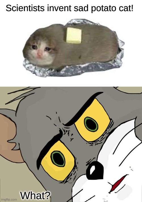 potato cat | Scientists invent sad potato cat! What? | image tagged in memes,unsettled tom | made w/ Imgflip meme maker