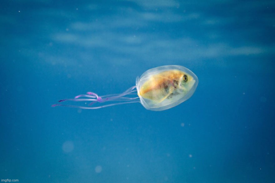 Fish trapped inside jellyfish (fishlyfish -potat) | made w/ Imgflip meme maker