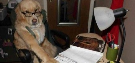 Dog don't want Blank Meme Template