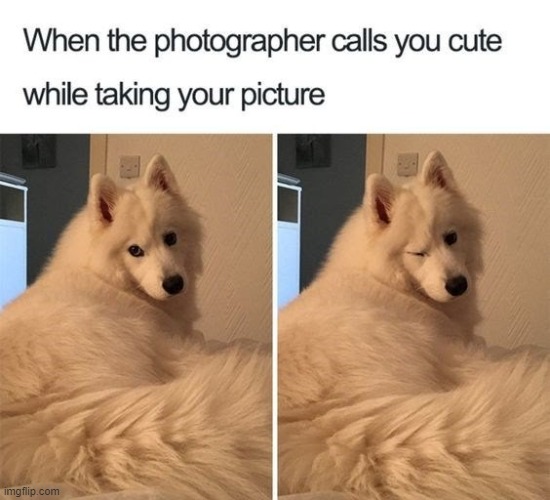 White Beauty | image tagged in memes,funny,wholesome,dogs | made w/ Imgflip meme maker