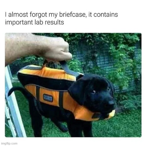 Please handle it with care and love and snuggles and treats!! | image tagged in memes,funny,wholesome,labrador,dogs | made w/ Imgflip meme maker