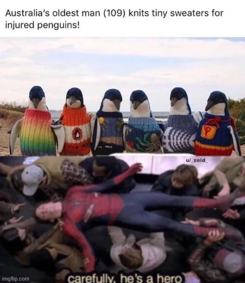 one of the world’s greatest hero. | image tagged in memes,funny,wholesome,penguins,animals | made w/ Imgflip meme maker