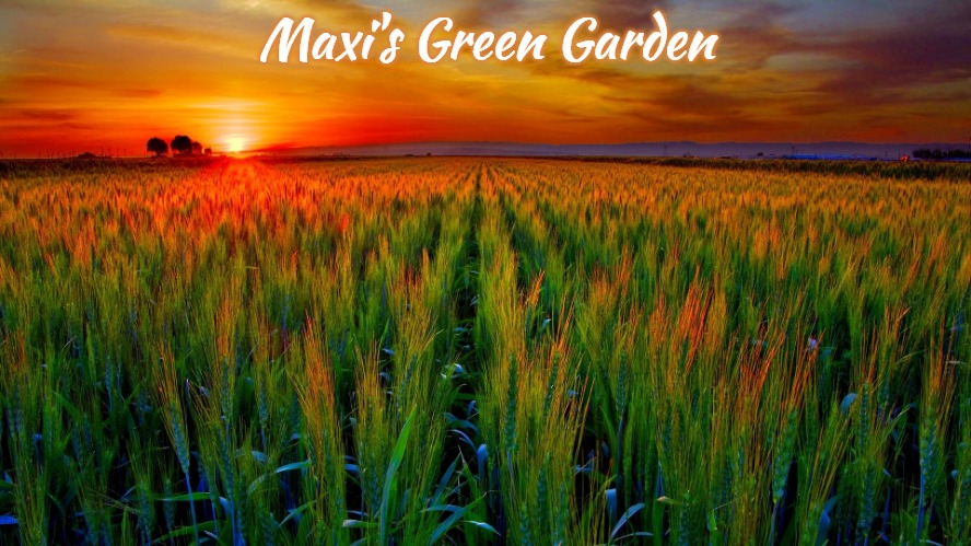 sunrise on the farm | Maxi's Green Garden | image tagged in sunrise on the farm,slavic,maxi's green garden,maxis green garden | made w/ Imgflip meme maker