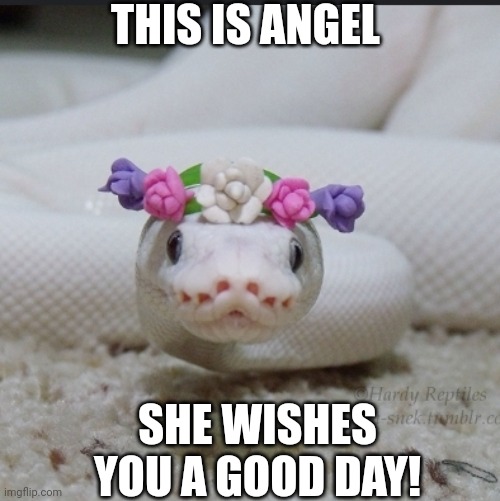 Angel da snake | THIS IS ANGEL; SHE WISHES YOU A GOOD DAY! | image tagged in cute snake,good vibes | made w/ Imgflip meme maker