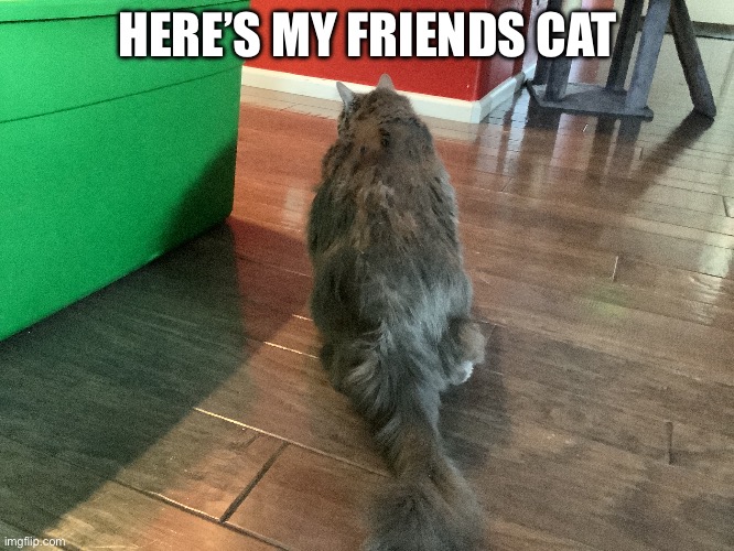 Cat | HERE’S MY FRIENDS CAT | image tagged in cat | made w/ Imgflip meme maker