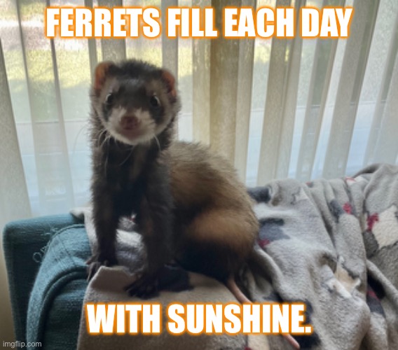 Ferret Love | FERRETS FILL EACH DAY; WITH SUNSHINE. | image tagged in ferret | made w/ Imgflip meme maker