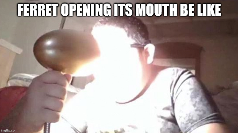 kid shining light into face | FERRET OPENING ITS MOUTH BE LIKE | image tagged in kid shining light into face | made w/ Imgflip meme maker