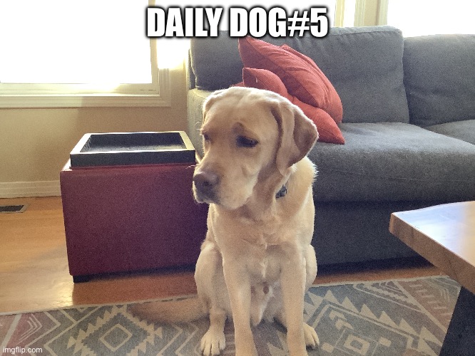 Dog 5 | DAILY DOG#5 | image tagged in dog | made w/ Imgflip meme maker