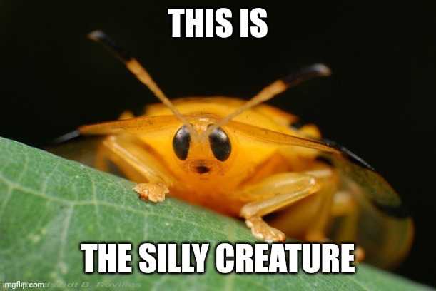 THIS IS; THE SILLY CREATURE | made w/ Imgflip meme maker