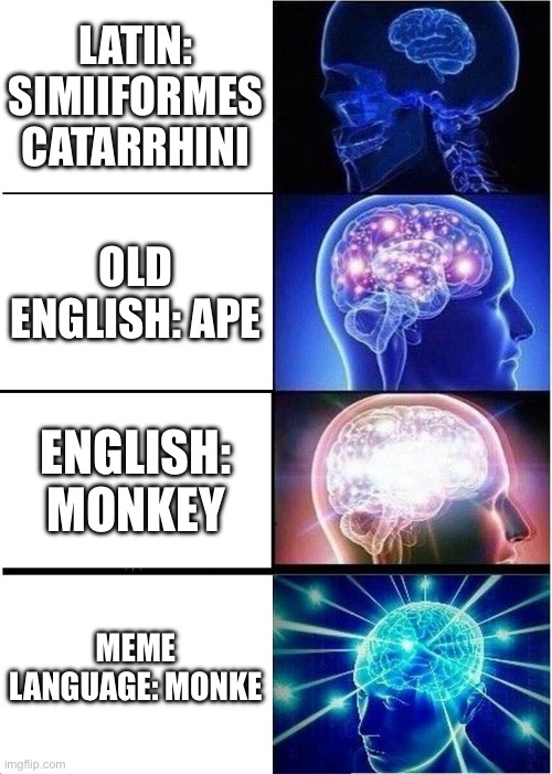 The word monke evolution | LATIN: SIMIIFORMES CATARRHINI; OLD ENGLISH: APE; ENGLISH: MONKEY; MEME LANGUAGE: MONKE | image tagged in memes,expanding brain,monkey | made w/ Imgflip meme maker