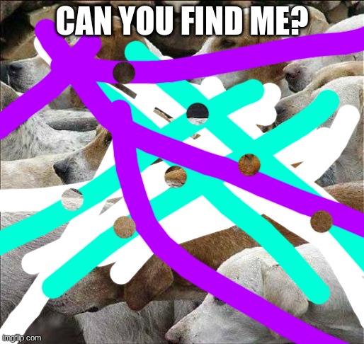 this is your love...    find the fox... | CAN YOU FIND ME? | image tagged in fox and hounds | made w/ Imgflip meme maker