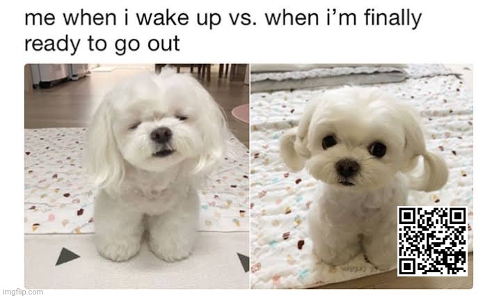 Morning meme | image tagged in funny memes,pets,cute puppies | made w/ Imgflip meme maker