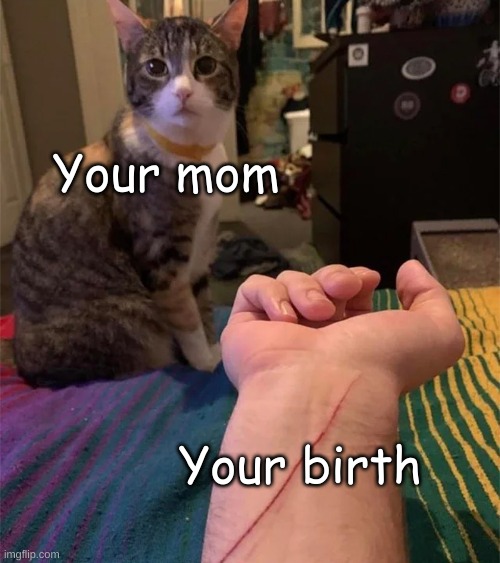 Yes | Your mom; Your birth | image tagged in cat scratch,cat | made w/ Imgflip meme maker