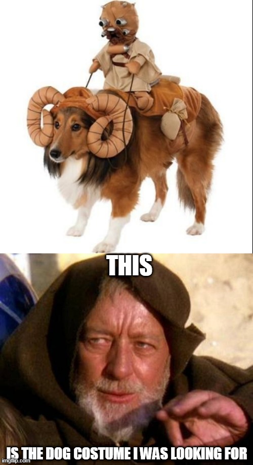 THE PERFECT DOG COSTUME | THIS; IS THE DOG COSTUME I WAS LOOKING FOR | image tagged in these are not the droids you're looking for,dogs,star wars | made w/ Imgflip meme maker