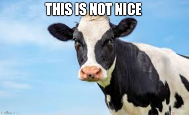 the cow | THIS IS NOT NICE | image tagged in cow | made w/ Imgflip meme maker