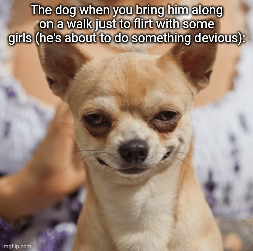 NO BITCHES FOR YOU | The dog when you bring him along on a walk just to flirt with some girls (he's about to do something devious): | image tagged in evil dog smile smirk | made w/ Imgflip meme maker