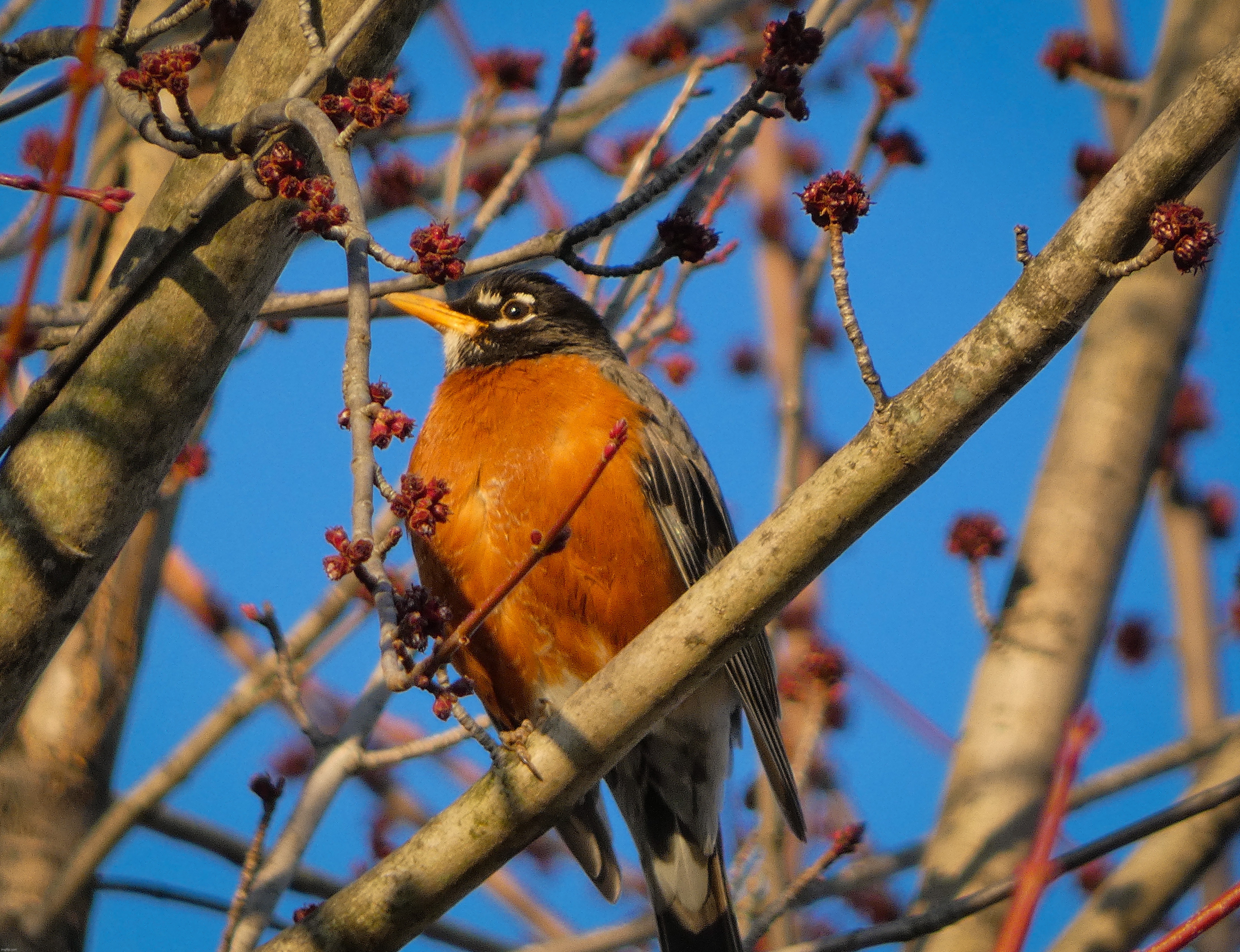 A picture of a Robin that I took | image tagged in share your own photos | made w/ Imgflip meme maker