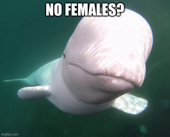 NO FEMALES? | made w/ Imgflip meme maker