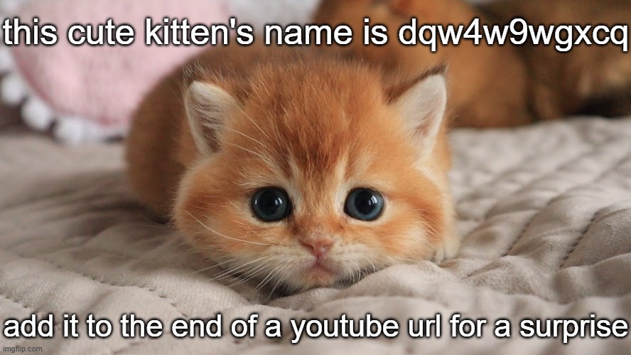 Cute | this cute kitten's name is dqw4w9wgxcq; add it to the end of a youtube url for a surprise | image tagged in cute kitten,cute,cat,kitten,kitty,wholesome | made w/ Imgflip meme maker