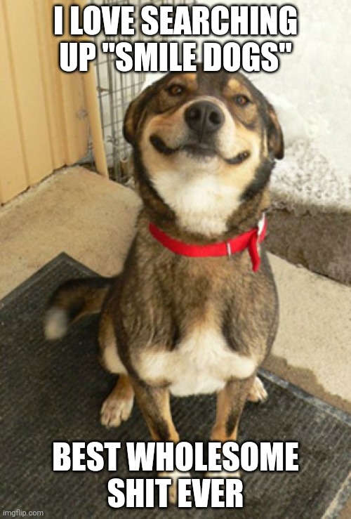 Smiling dog | I LOVE SEARCHING UP "SMILE DOGS"; BEST WHOLESOME SHIT EVER | image tagged in smiling dog | made w/ Imgflip meme maker