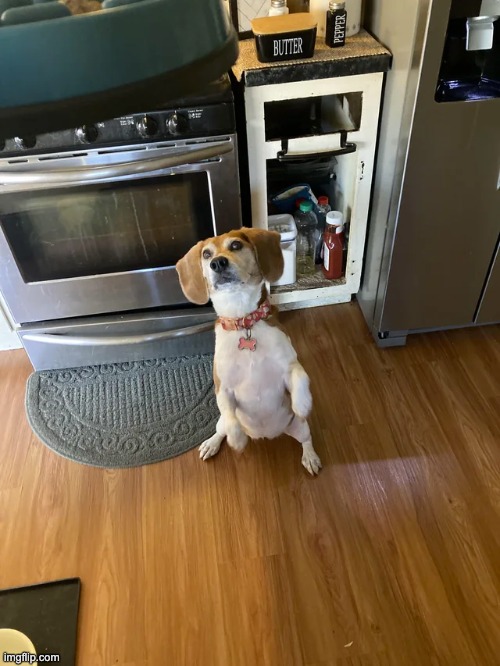 She only knows the one trick, but she does it so well | image tagged in aww,cute,dogs,animals,memes | made w/ Imgflip meme maker