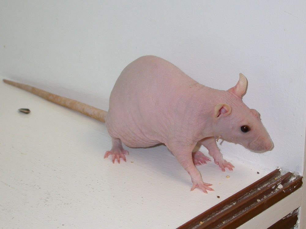 Naked Rat Blank Meme Template