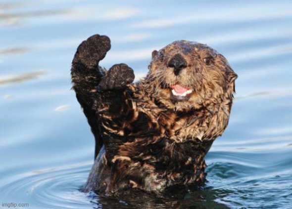 cute otter | image tagged in otter celebration | made w/ Imgflip meme maker
