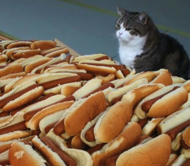 all the hotdogs Blank Meme Template